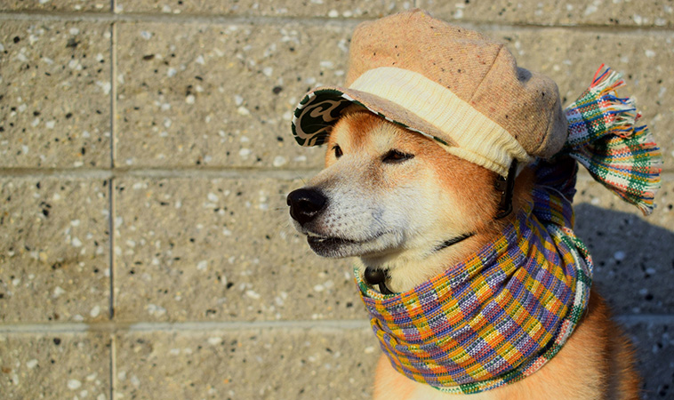 24節氣大寒到，1茶飲2穴道3九貼，中醫師教你大寒簡單保養法